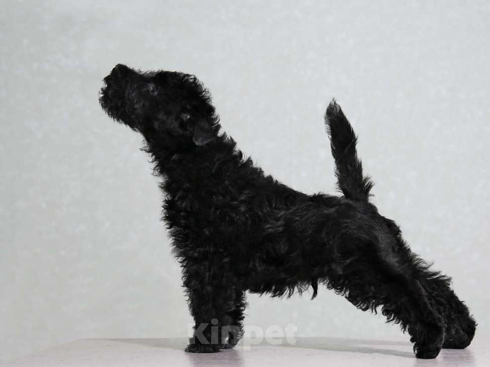 Собаки в Твери: Редкая порода лейкленд терьер Мальчик, 70 000 руб. - фото 5