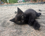 Кошки в Астрахани: Котята в добрые руки Мальчик, Бесплатно - фото 2