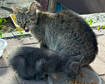 Кошки в Москве: Уличные котята Девочка, 10 руб. - фото 2