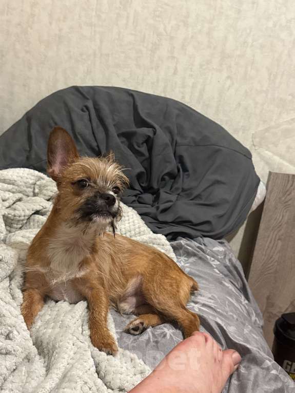 Собаки в Горном-Алтайске: Помесь чихуахуа и француз бульдог Мальчик, 7 000 руб. - фото 5