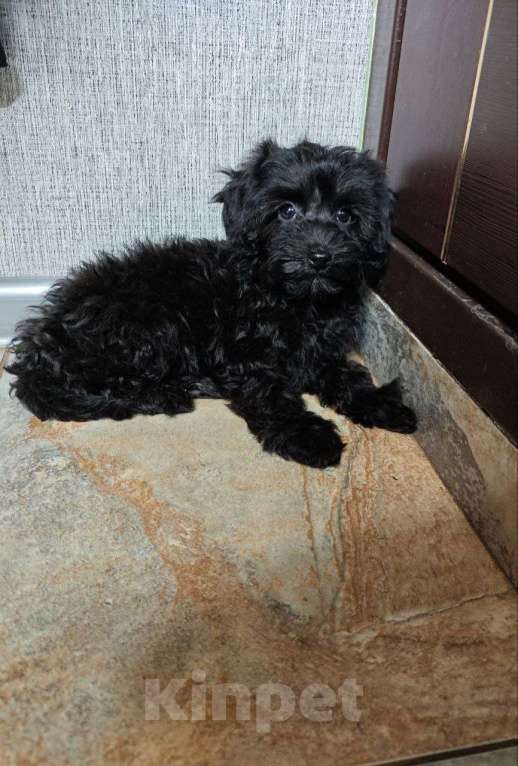 Собаки в Москве: Мальтипу девочка черный жемчуг Девочка, 140 000 руб. - фото 3