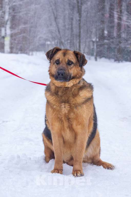 Собаки в Люберцах: Ищет дом добряк Бой Мальчик, Бесплатно - фото 4