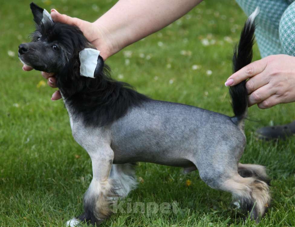 Собаки в других городах Московской области: Премьер Мари Жадор Мальчик, 25 000 руб. - фото 1