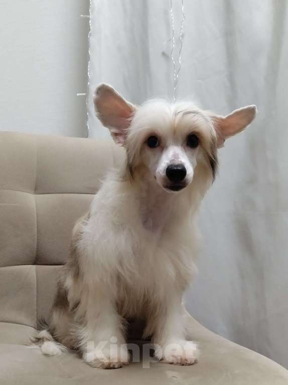 Собаки в Санкт-Петербурге: Пуховые мальчики китайской хохлатой собаки Мальчик, 25 000 руб. - фото 1