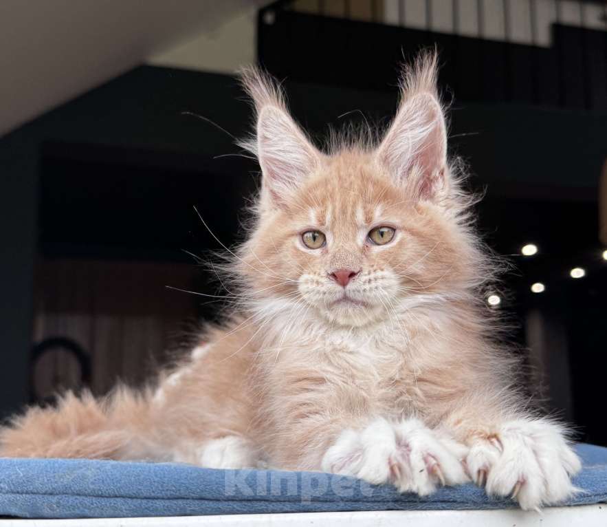 Кошки в Москве: Кот Мейн Кун Veyron Fletcher Мальчик, 100 000 руб. - фото 4