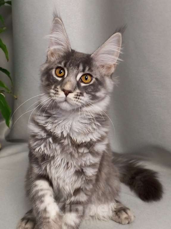 Кошки в Москве: Добрейшае, замурчалка Девочка, Бесплатно - фото 2