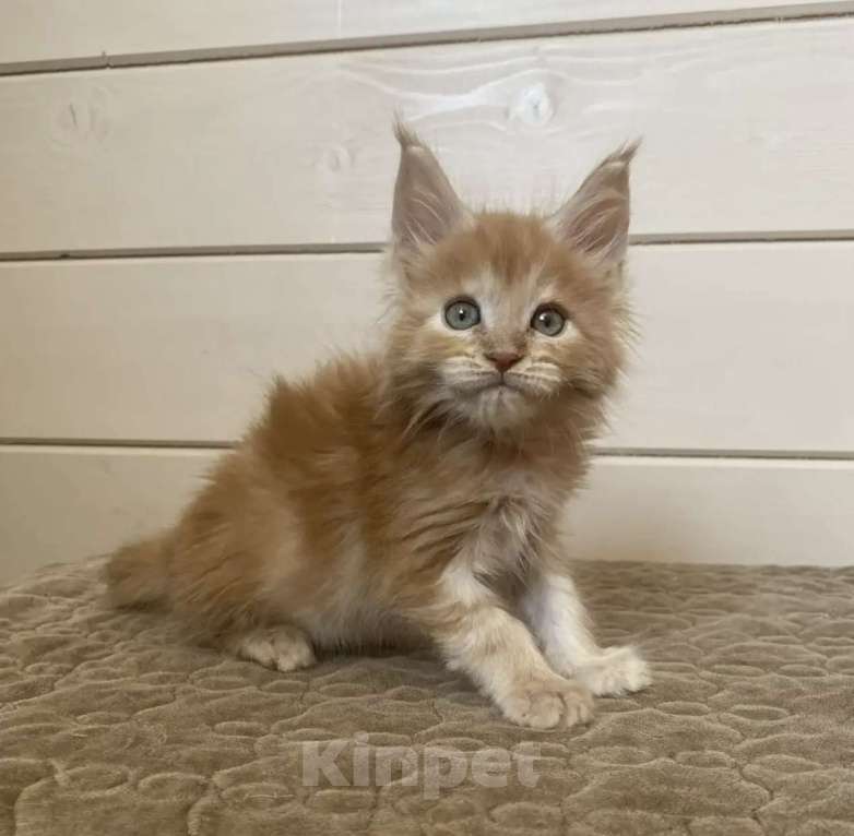 Кошки в других городах Московской области: Мейн-кун Мальчик, 50 000 руб. - фото 2