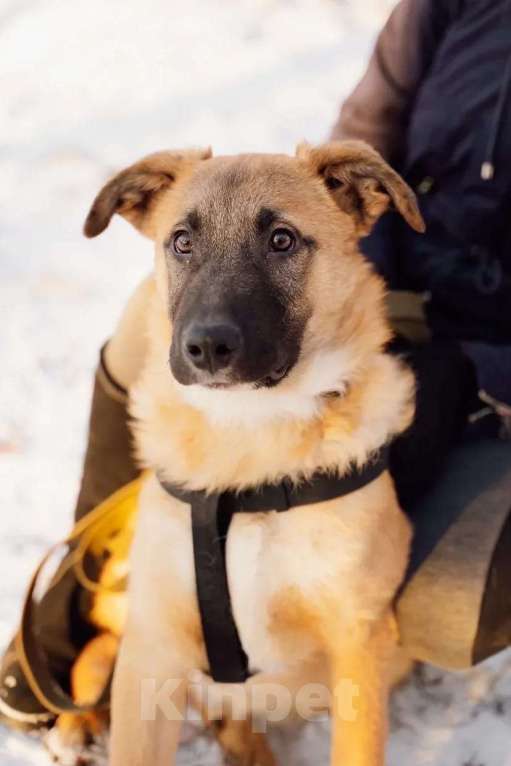 Собаки в Москве: Тилль Мальчик, Бесплатно - фото 3