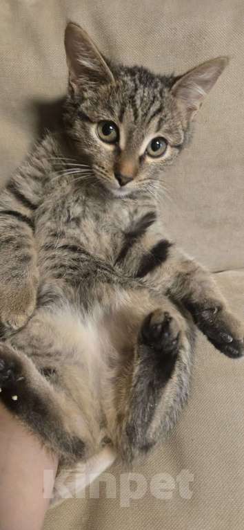 Кошки в Екатеринбурге: Девочка 4мес в ответственные руки Девочка, Бесплатно - фото 3