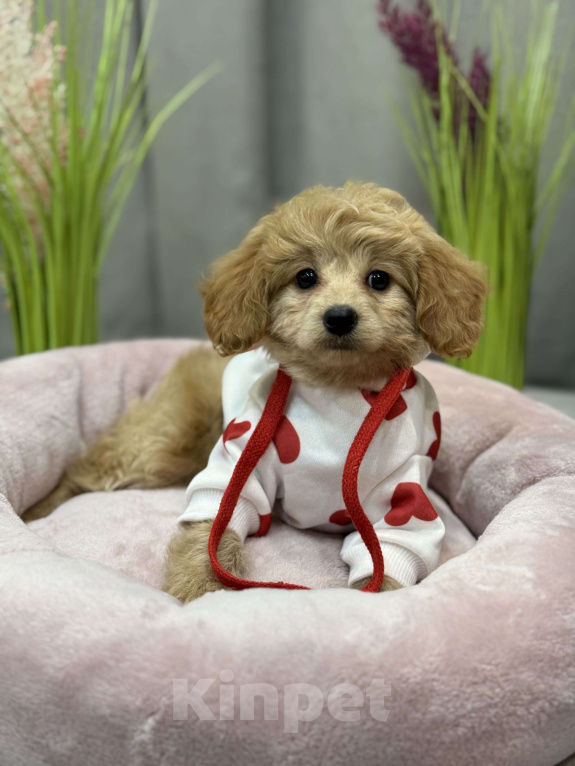 Собаки в Москве: Tutsy Девочка, 100 000 руб. - фото 7