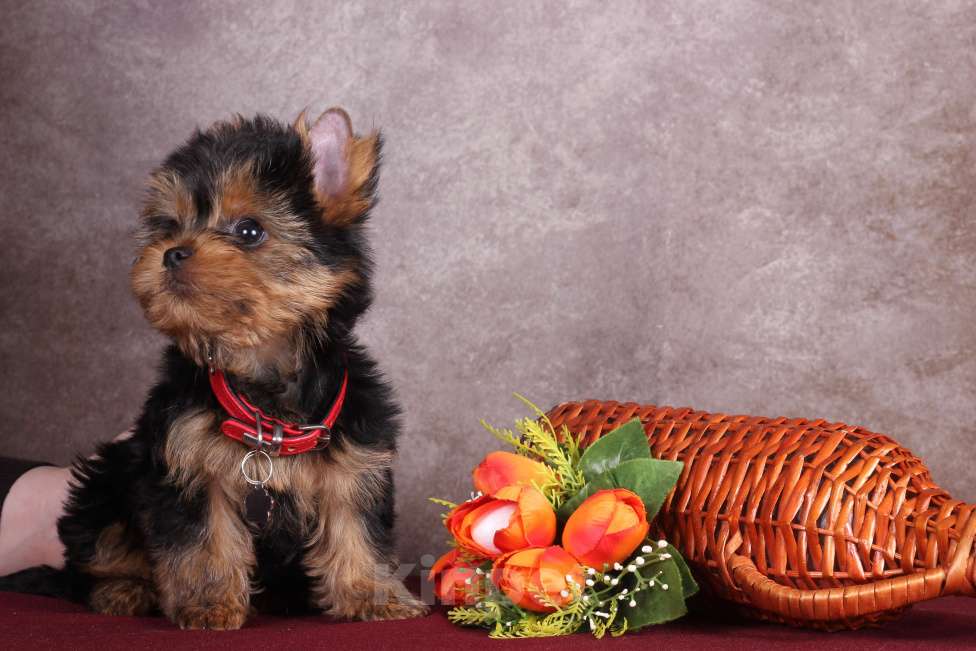 Собаки в Москве: Йоркширский курносый  красавчик Ярослав  РКФ Мальчик, 45 000 руб. - фото 9