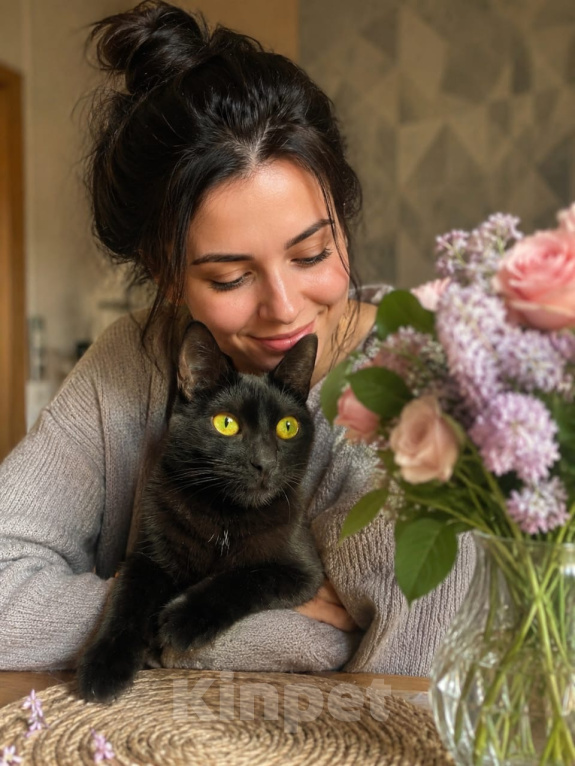 Кошки в Москве: Я твое счастье Мальчик, Бесплатно - фото 4
