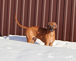 Собаки в Москве: Мальчик родезийского риджбека Мальчик, Бесплатно - фото 2