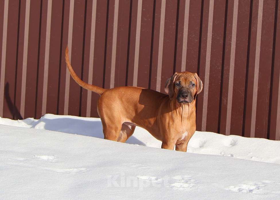 Собаки в Москве: Мальчик родезийского риджбека Мальчик, Бесплатно - фото 2