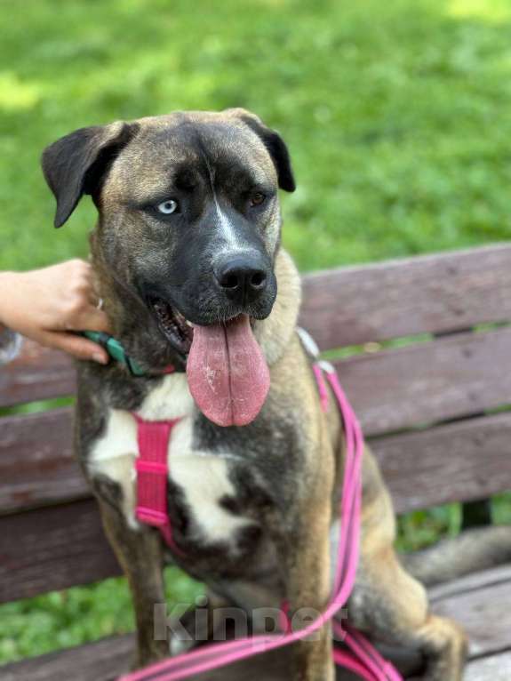 Собаки в Москве: Тина - энергия и мощь с нежной душой ❤️ Девочка, Бесплатно - фото 7