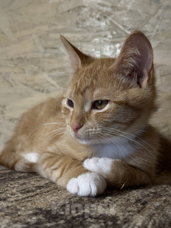 Кошки в Москве: Котенок Лучик ищет дом Мальчик, Бесплатно - фото 7