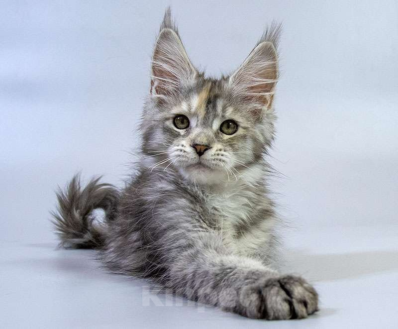 Кошки в Москве: Котенок мейн кун Девочка, Бесплатно - фото 4