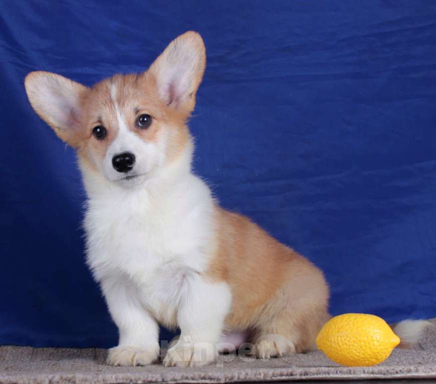 Собаки в Москве: вельш корги пемброк щенки от Интерчемпиона Мальчик, 80 000 руб. - фото 7