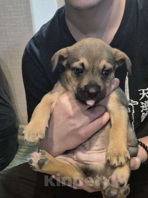 Кошки в других городах Краснодарского края: Щенки в добрые руки Девочка, Бесплатно - фото 2