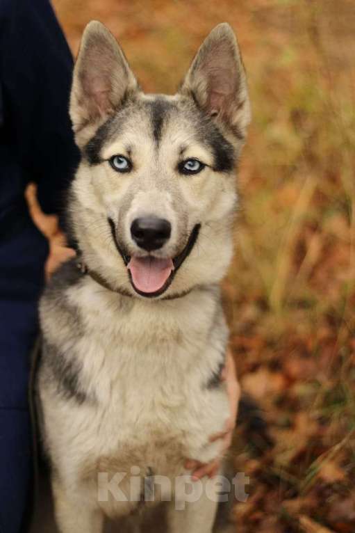 Собаки в Москве: Щенок подросток Мира Девочка, Бесплатно - фото 4