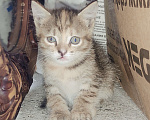 Кошки в Кемерово: Отдам котенка в хорошие руки!!!  Девочка, 1 руб. - фото 1