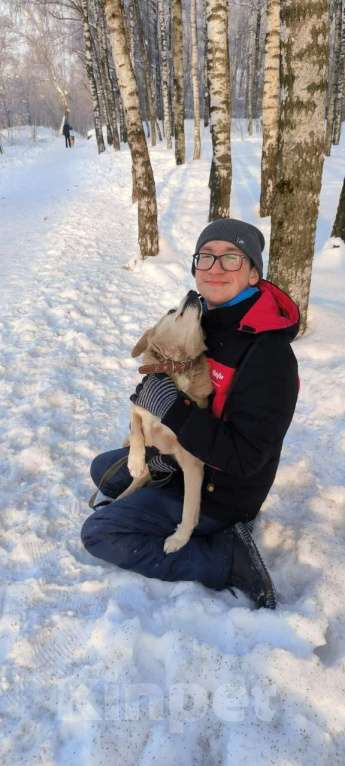 Собаки в Москве: Молодая маленькая Бэлла в добрые руки! Девочка, Бесплатно - фото 9