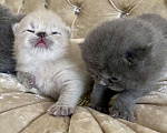 Кошки в Рыбинске: Чистокровные шотландские котята, 5 000 руб. - фото 9