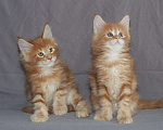Кошки в Добрянке: Мейн кун, 40 000 руб. - фото 3