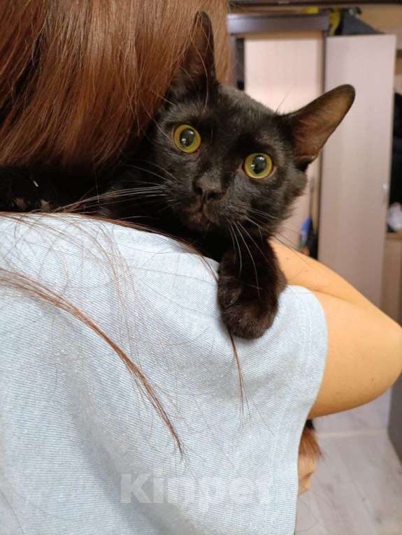 Кошки в Москве: Котенок-подросток ищет дом! Мальчик, Бесплатно - фото 4