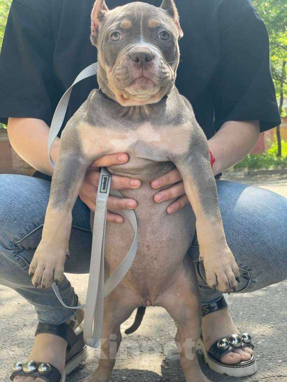 Собаки в Черногорске: Американский булли девочка  Девочка, 90 000 руб. - фото 3