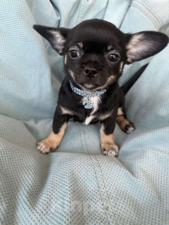 Собаки в других городах Московской области: Девочка чихуахуа  Девочка, 50 000 руб. - фото 3