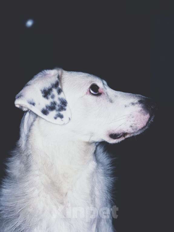 Собаки в Москве: В добрые руки Мальчик, Бесплатно - фото 1