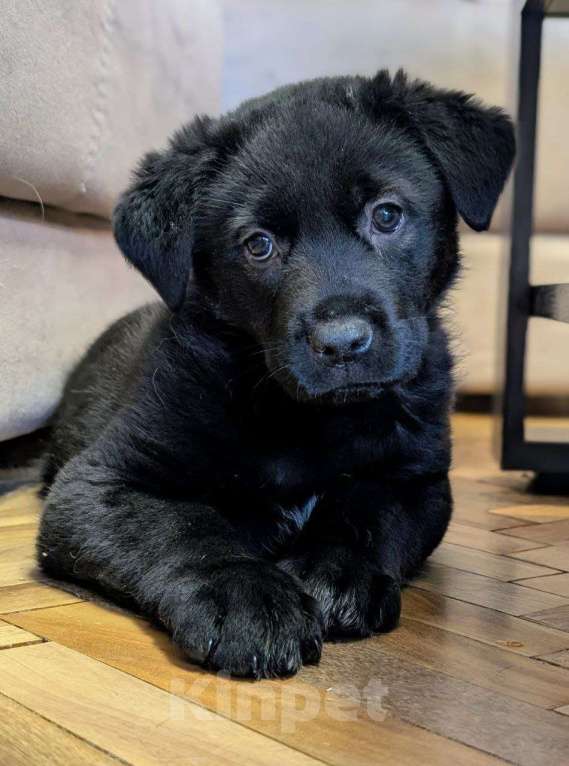 Собаки в Санкт-Петербурге: Щенята ищут свои любящие семьи! Мальчик, Бесплатно - фото 1