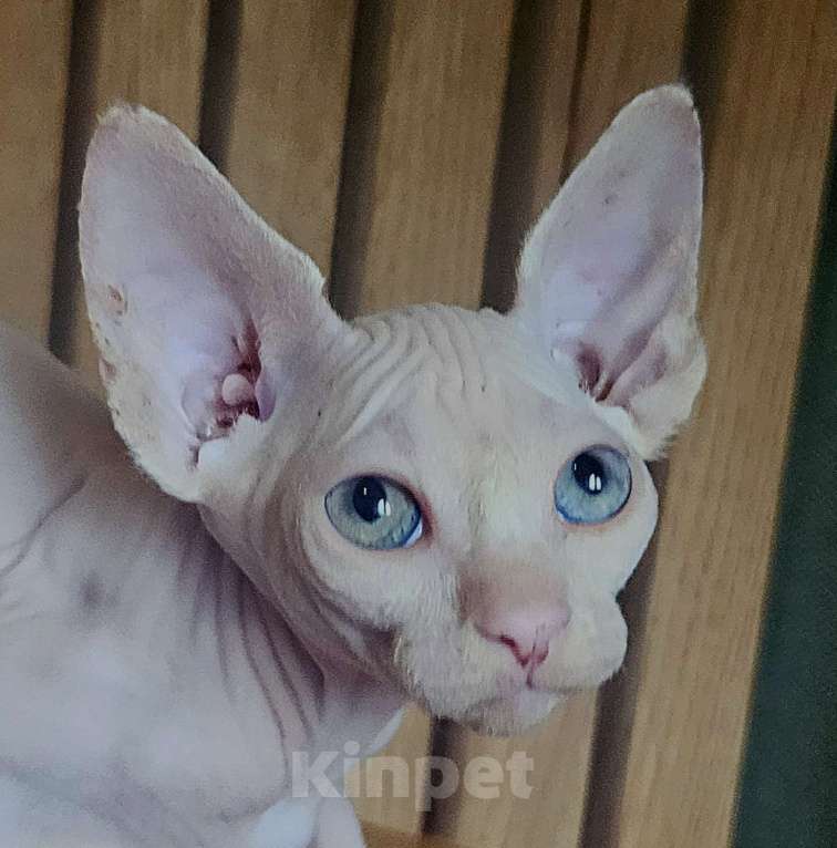 Кошки в Москве: Канадский сфинкс Девочка, 25 000 руб. - фото 1