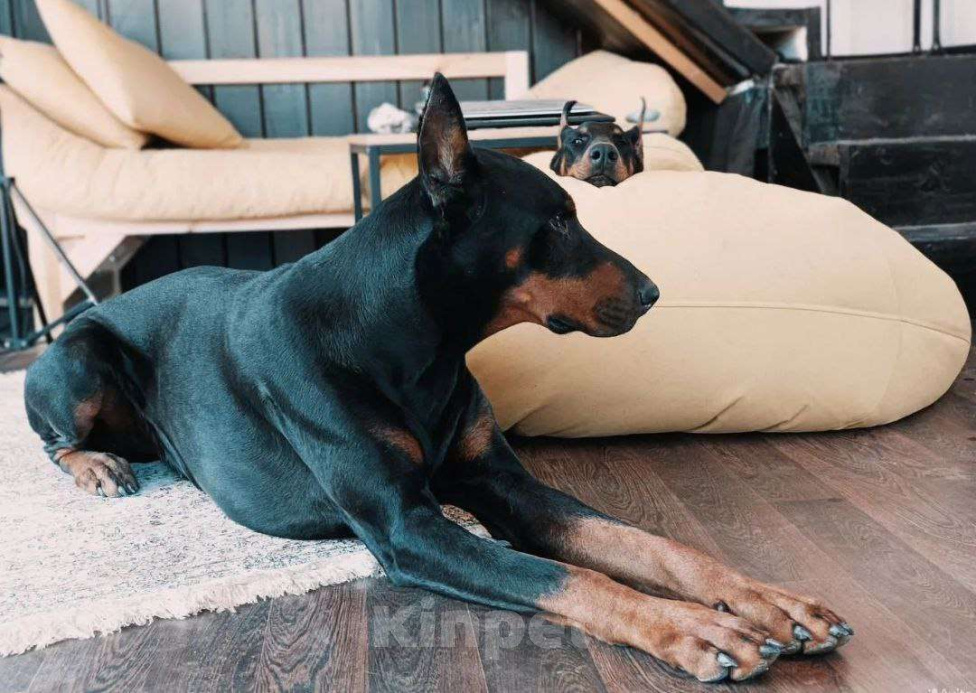 Собаки в других городах Московской области: Щенки доберамна Мальчик, 75 000 руб. - фото 1