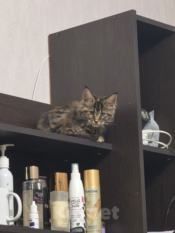 Кошки в Иваново: Мейн кун Девочка, 25 000 руб. - фото 1