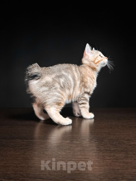 Кошки в Москве: Котята курильского бобтейла короткошерстные  Девочка, Бесплатно - фото 2