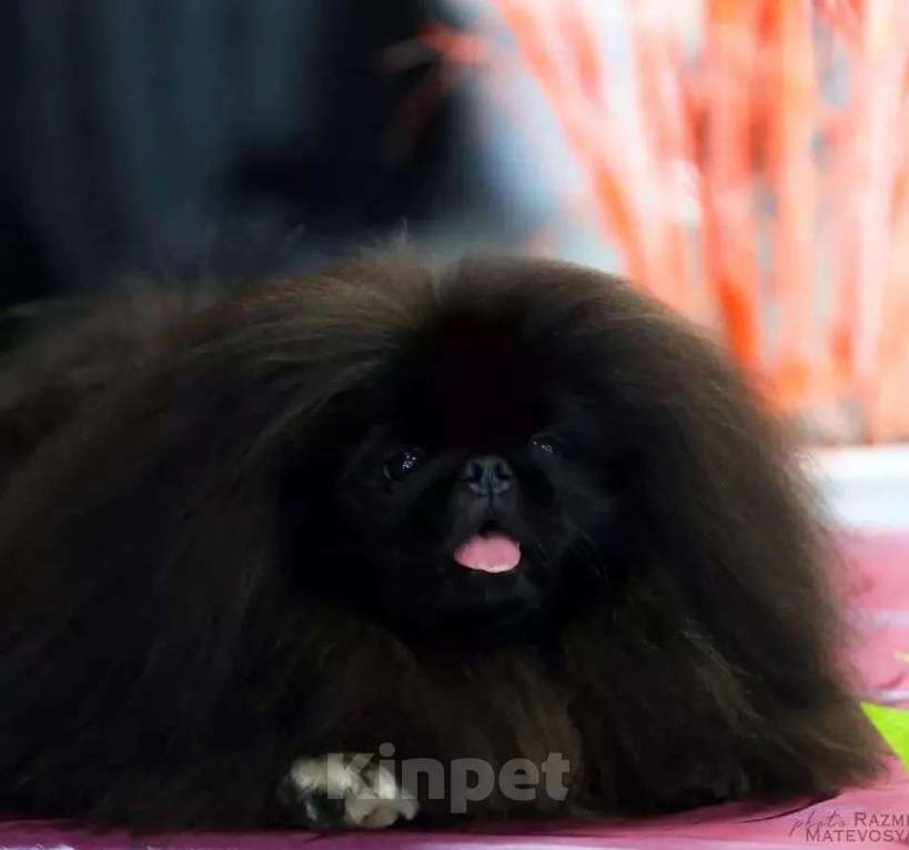 Собаки в Самаре: Пекинес, 1 руб. - фото 5