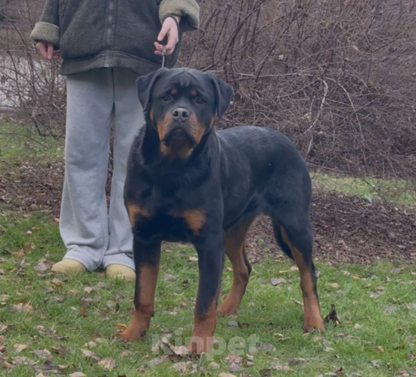 Собаки в Москве: Щенок ротвейлера  Девочка, Бесплатно - фото 1