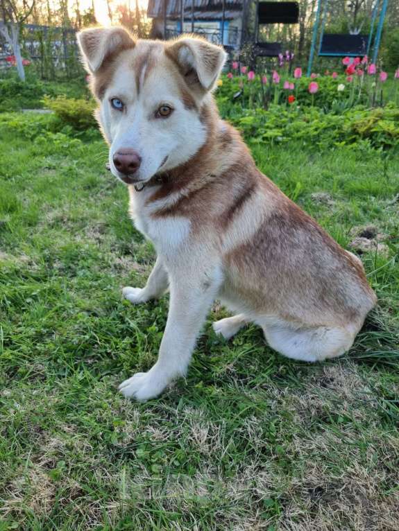 Собаки в Москве: Микрохаски. Разноглазая красавица Девочка, Бесплатно - фото 4