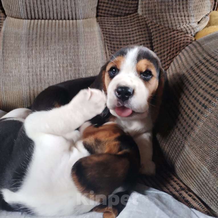 Собаки в Казани: Щенки бигля Мальчик, 28 000 руб. - фото 4