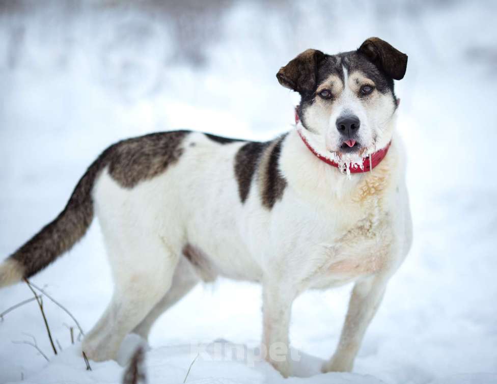Собаки в Химках: Терьеристый мальчишка в добрые руки Мальчик, Бесплатно - фото 9