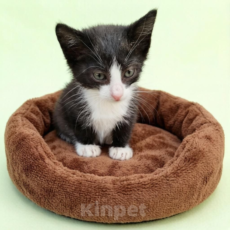 Кошки в Москве: котенок в добрые руки Мальчик, Бесплатно - фото 2