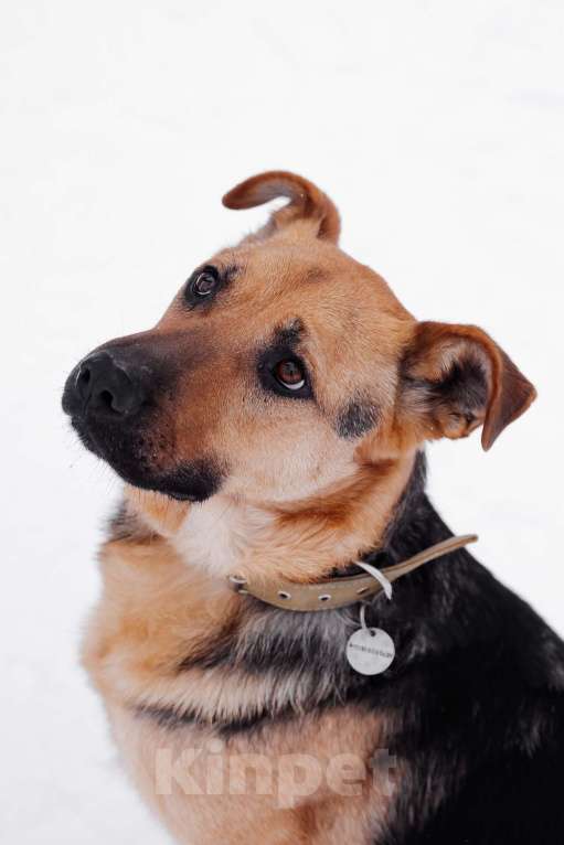 Собаки в Москве: Вайгар Мальчик, Бесплатно - фото 2