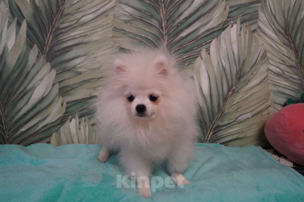 Собаки в Москве: Щенок померанского шпица-белый Мальчик, 25 000 руб. - фото 4