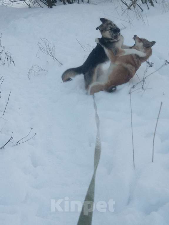 Собаки в Санкт-Петербурге: Удивительное сочетание силы и доброты Девочка, 500 руб. - фото 5