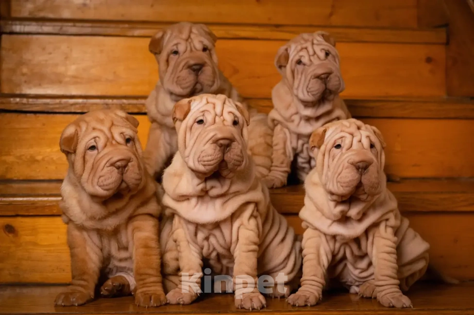 Собаки в Севастополе: Продажа щенков шарпея Разнополые, 40 000 руб. - фото 2