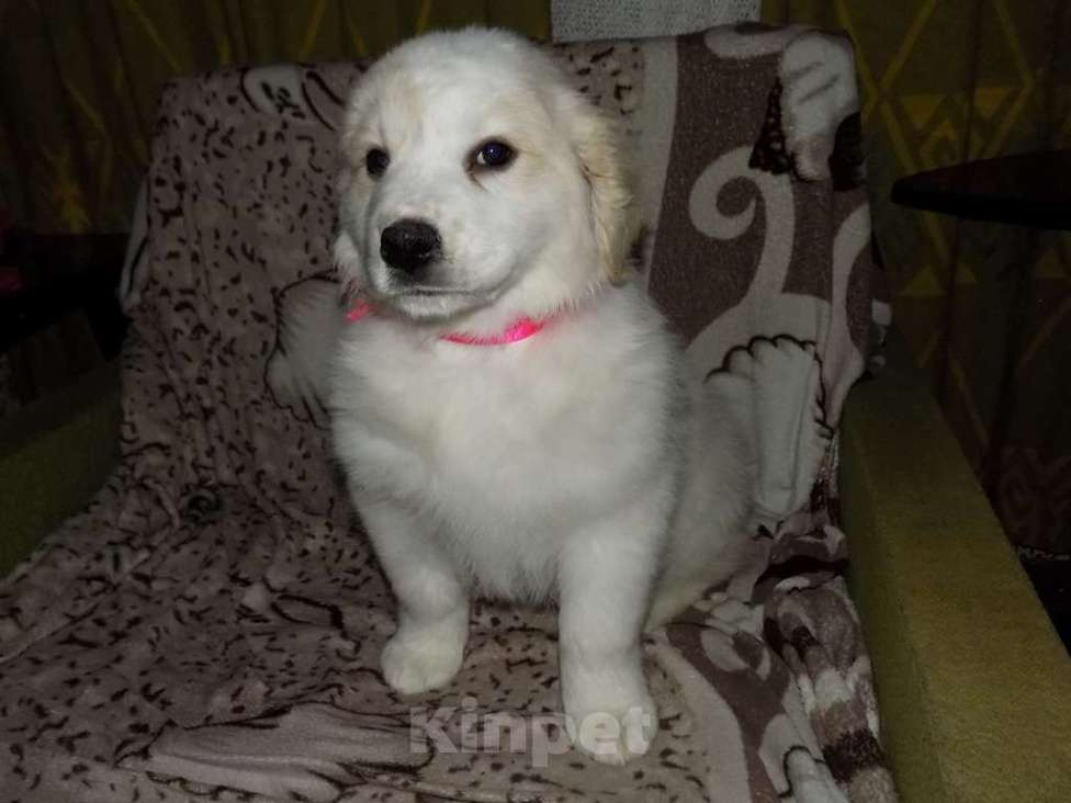 Собаки в Москве: Золотистый ретривер, mix девочка Девочка, 15 000 руб. - фото 5