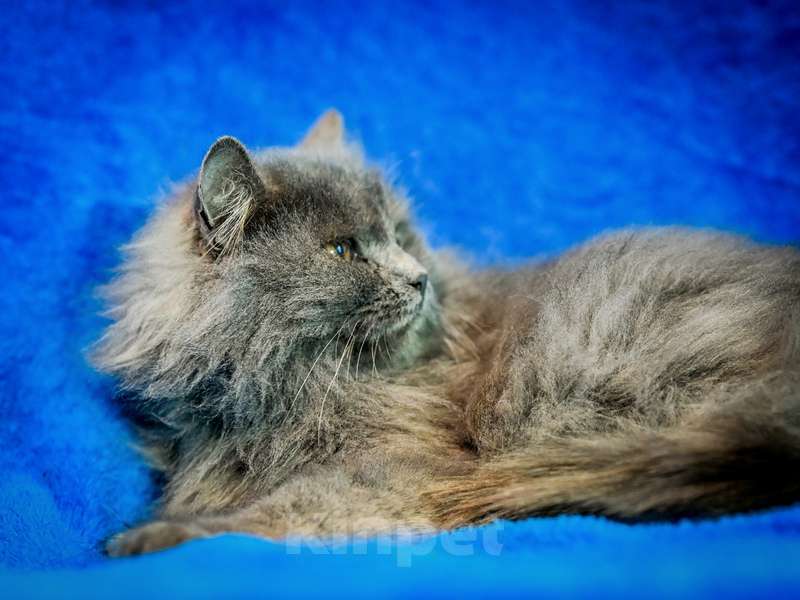 Кошки в Москве: Персидский котенок Мелисса в добрые руки Девочка, Бесплатно - фото 6