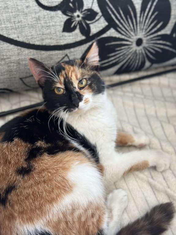 Кошки в Москве: Котенок в добрые руки Девочка, Бесплатно - фото 2